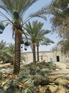 Mature Date Palm specimens planted along a residential avenue in the UAE