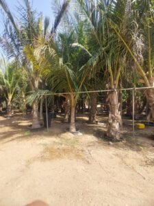 Mature landscape tree established along residential boundary in the UAE