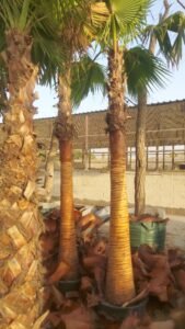 Mechanical shifting and crane rigging for mature landscape trees in the UAE