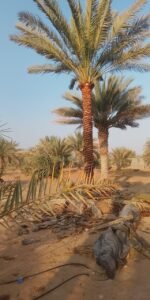 Freshly planted specimen palm tree supported with stabilization bracing in the UAE