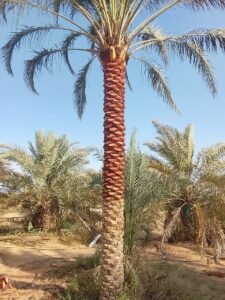 Architectural landscaped grounds featuring formal lawn and mature palm trees in the UAE