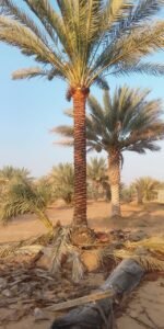Securely tied specimen palm tree prepared for low-bed haulage in the UAE