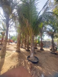 Specimen palms delivered and installed in an architectural garden in the UAE