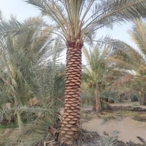 Relocated mature specimen palm tree established in landscaped villa garden