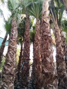 Certified grounds maintenance technician inspecting plant health and soil conditions in the UAE