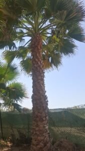 Mature palm trees positioned in UAE architectural landscape