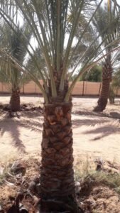 Relocation and crane preparation for established palms in UAE