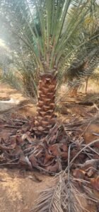 Palm tree stipe detailing and trunk maintenance in UAE garden