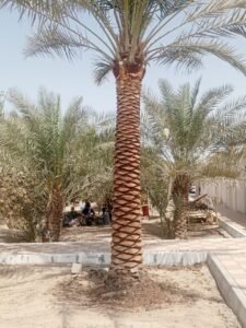 Healthy landscaped palms installed across private UAE estate